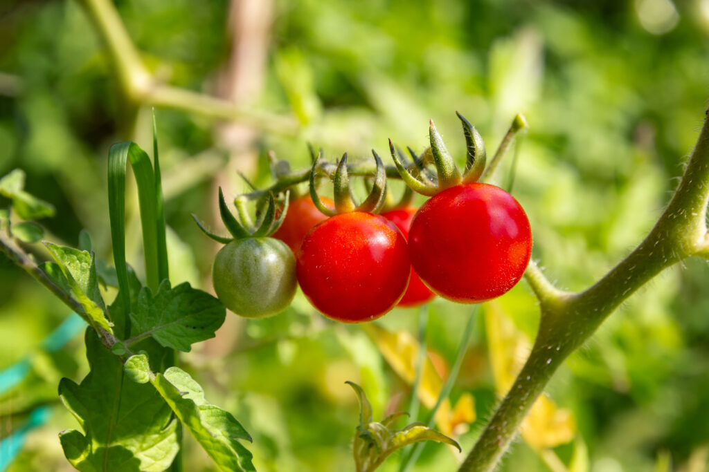 Jak pielęgnować pomidory w ogródku